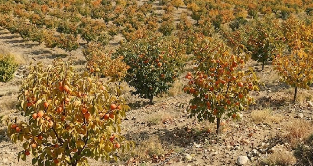 Doğu Asya Kökenli Cennet Hurması Türkiye'den Çok Sayıda Ülkeye Gönderiliyor