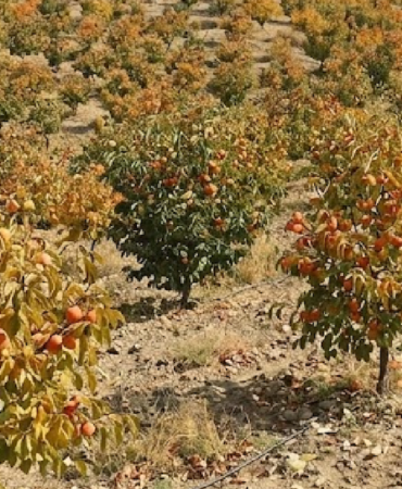 Doğu Asya Kökenli Cennet Hurması Türkiye'den Çok Sayıda Ülkeye Gönderiliyor
