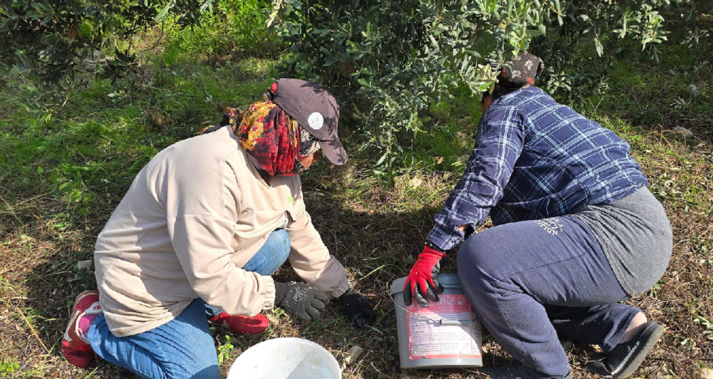 Hatay'da halhalı zeytini hasadı başladı: Kilogram fiyatı bahçede 150 liraya ulaştı