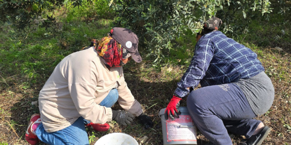 Hatay’da halhalı zeytini hasadı başladı: Kilogram fiyatı bahçede 150 liraya ulaştı
