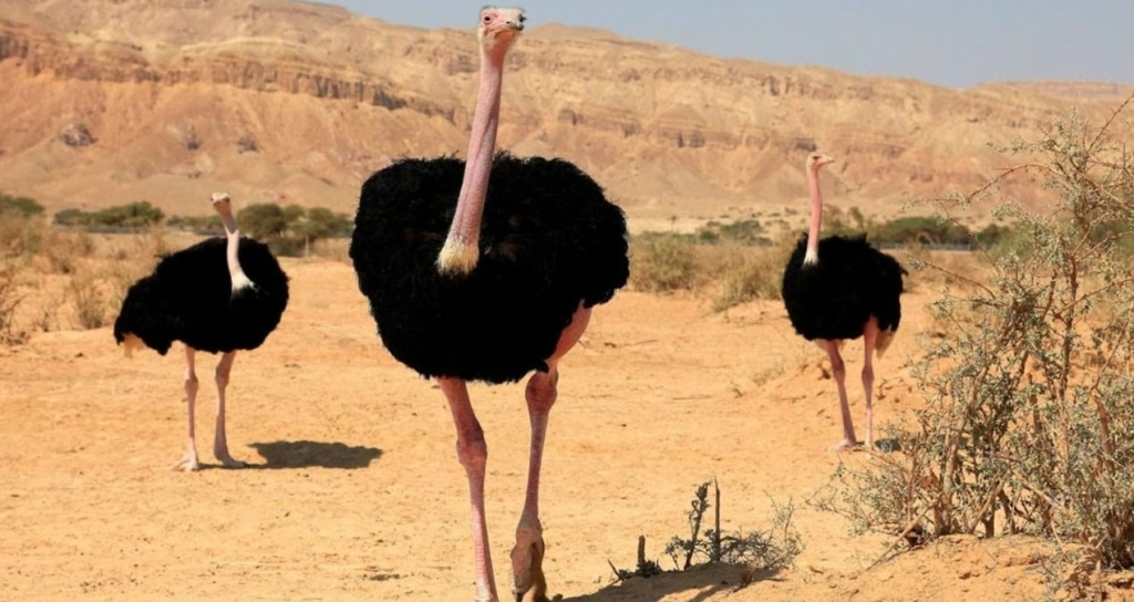 Nijer'de 70 Yıl Sonra Sekiz Kuzey Afrika Deve Kuşu Doğaya Bırakıldı