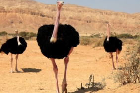 Nijer'de 70 Yıl Sonra Sekiz Kuzey Afrika Deve Kuşu Doğaya Bırakıldı