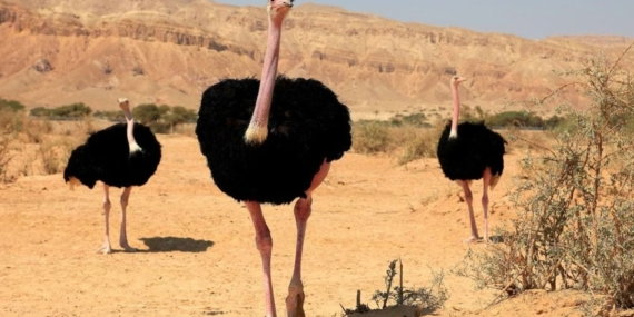 Nijer’de 70 Yıl Sonra Sekiz Kuzey Afrika Deve Kuşu Doğaya Bırakıldı